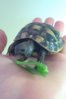 ImageUploadedByTortoise Forum1431536711.175454.jpg