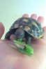 ImageUploadedByTortoise Forum1431542700.345889.jpg