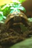 ImageUploadedByTortoise Forum1431542710.108094.jpg