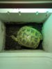 ImageUploadedByTortoise Forum1431772847.416749.jpg