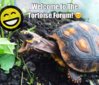 ImageUploadedByTortoise Forum1431871814.996256.jpg