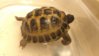 ImageUploadedByTortoise Forum1431881306.830597.jpg