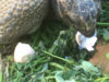 ImageUploadedByTortoise Forum1432112743.422971.jpg