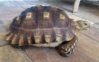 ImageUploadedByTortoise Forum1432132712.794150.jpg