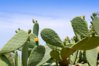nopal-cactus.jpg