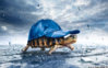 Funny-Tortoise-Wearing-Rain-Cap.jpg