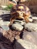 ImageUploadedByTortoise Forum1432325515.632466.jpg