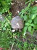 ImageUploadedByTortoise Forum1432374873.003256.jpg