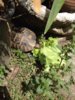 ImageUploadedByTortoise Forum1432374938.506217.jpg