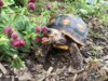 ImageUploadedByTortoise Forum1432585079.471511.jpg