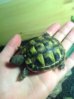 ImageUploadedByTortoise Forum1432692389.603645.jpg