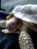 Mr.Tortoise1.jpg