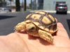 ImageUploadedByTortoise Forum1432882843.488495.jpg