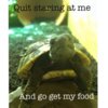 ImageUploadedByTortoise Forum1433061073.342239.jpg