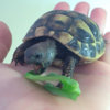 ImageUploadedByTortoise Forum1433662925.299947.jpg