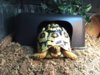 ImageUploadedByTortoise Forum1433703242.154428.jpg