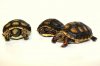 tortoises 2.jpg