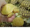 albino-tortoise-sulcata2-b.jpg