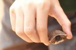 tiny-tortoise-024.jpg