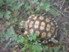 Sulcata in Grass.jpg