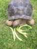 ImageUploadedByTortoise Forum1434357769.204456.jpg