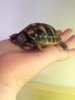 ImageUploadedByTortoise Forum1434384515.970305.jpg