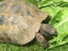 ImageUploadedByTortoise Forum1434453911.383782.jpg