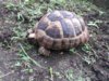 ImageUploadedByTortoise Forum1434495458.204221.jpg