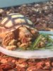 ImageUploadedByTortoise Forum1434913491.287818.jpg