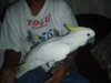 macaw1.JPG