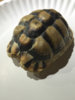 ImageUploadedByTortoise Forum1435347233.305152.jpg