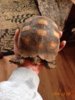 ImageUploadedByTortoise Forum1435606595.907941.jpg