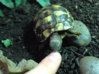 ImageUploadedByTortoise Forum1435688735.051262.jpg