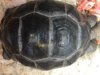 ImageUploadedByTortoise Forum1435845146.427106.jpg