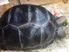 ImageUploadedByTortoise Forum1435845157.415495.jpg