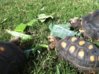 ImageUploadedByTortoise Forum1435863500.222413.jpg