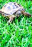 ImageUploadedByTortoise Forum1435977319.211568.jpg