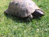 ImageUploadedByTortoise Forum1436025477.350322.jpg