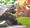 ImageUploadedByTortoise Forum1436102697.276722.jpg