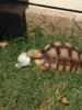 ImageUploadedByTortoise Forum1436125594.835731.jpg