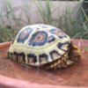 ImageUploadedByTortoise Forum1436148804.417513.jpg