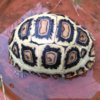 ImageUploadedByTortoise Forum1436148858.292523.jpg