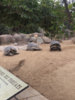 ImageUploadedByTortoise Forum1436237545.438957.jpg