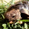 ImageUploadedByTortoise Forum1436632861.439570.jpg