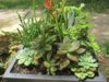 Succulent Tray.jpg