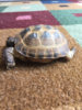 ImageUploadedByTortoise Forum1436643699.994397.jpg