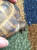 ImageUploadedByTortoise Forum1436643763.080587.jpg