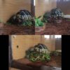 ImageUploadedByTortoise Forum1436825033.383073.jpg