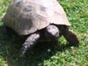 ImageUploadedByTortoise Forum1436891734.021066.jpg