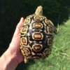 ImageUploadedByTortoise Forum1436941251.021513.jpg